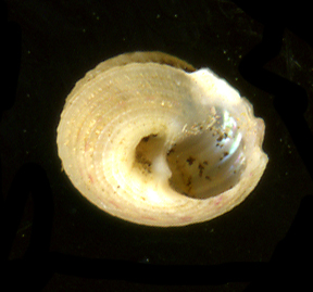 Gibbula guttadauri